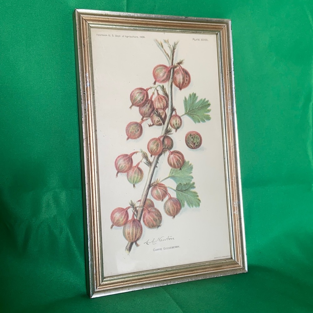 Carrie gooseberry framed artwork